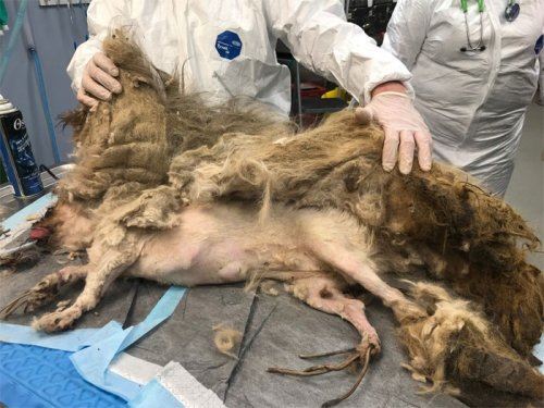 Спасение собаки, которая очень сильно заросла шерстью (10 фото)