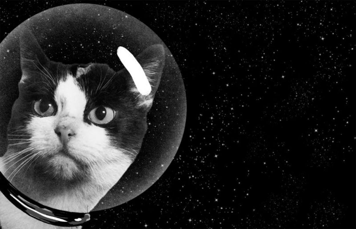 Эксперты уверены, что коты присланы на Землю пришельцами, чтобы контролировать каждый шаг человека, есть и коты-потрошители