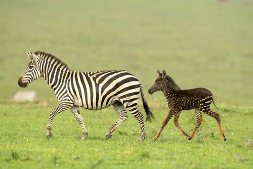 В кенийском заповеднике у зебры родился детёныш "в горошек" (6 фото + видео)