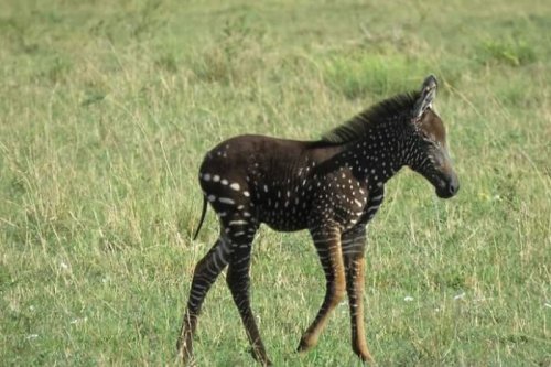 В кенийском заповеднике у зебры родился детёныш "в горошек" (6 фото + видео)