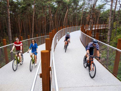 В Бельгии построили обзорную велосипедную дорожку, пролегающую сквозь кроны деревьев (6 фото)