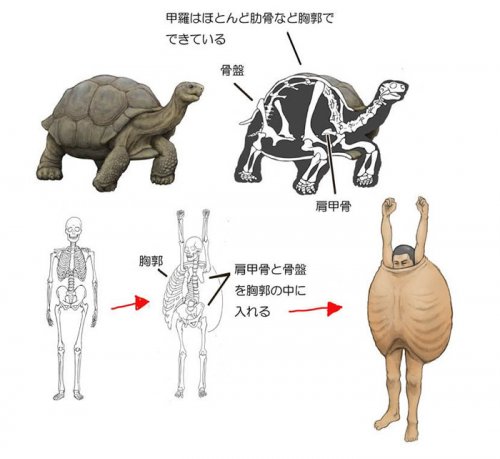 Проанализировав анатомию животных, художник показал, каким был бы человек, если бы имел скелет различных животных (9 фото)