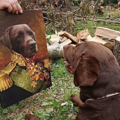 Компания превращает домашних животных в портреты эпохи Возрождения (34 фото)