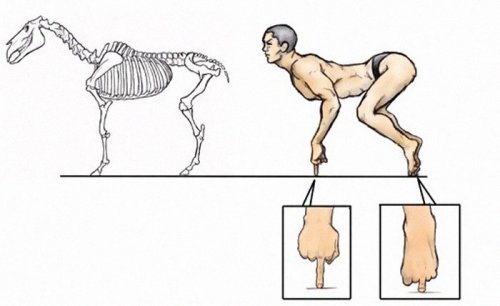 Проанализировав анатомию животных, художник показал, каким был бы человек, если бы имел скелет различных животных (9 фото)